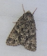 Acronicta impressa