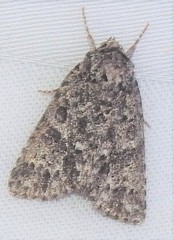Acronicta impressa