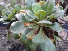 Limonium scabrum scabrum