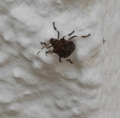 Halyomorpha halys
