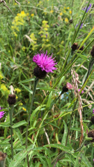 Centaurea nigra