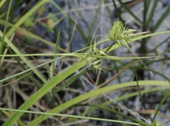 Carex lonchocarpa