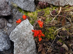 Castilleja tolucensis