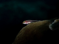 Helcogramma striata