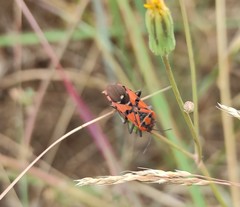 Spilostethus pandurus