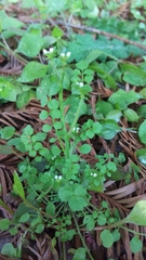 Cardamine oligosperma