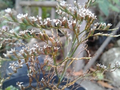 Limonium scabrum scabrum