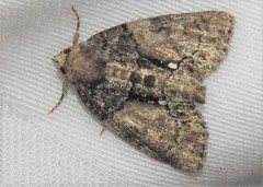Chytonix palliatricula
