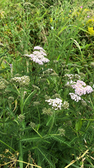 Achillea millefolium