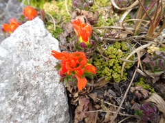 Castilleja tolucensis