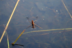 Limnoporus rufoscutellatus