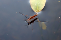Limnoporus rufoscutellatus