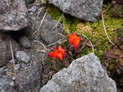 Castilleja tolucensis
