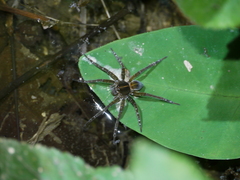 Dolomedes raptor