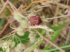 Graphosoma italicum italicum