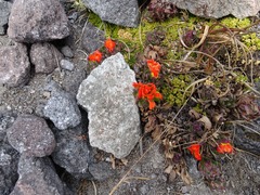 Castilleja tolucensis