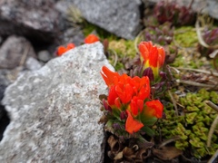Castilleja tolucensis