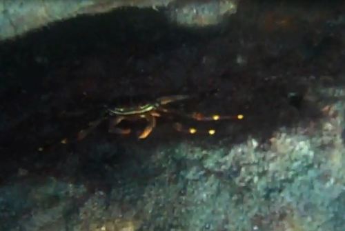 Percnon gibbesi