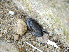 Epixanthus frontalis