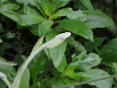 Convolvulus canariensis image