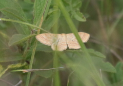 Idaea rufaria