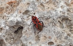 Spilostethus furcula