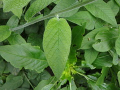 Convolvulus canariensis image