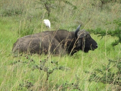 Syncerus caffer caffer