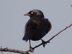 Lamprotornis pulcher