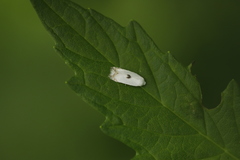 Pseudopostega auritella