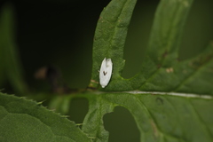 Pseudopostega auritella
