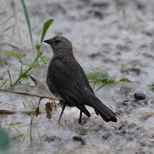 Brown-headed Cowbird photographed in Oregon