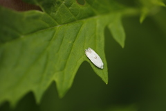 Pseudopostega auritella