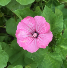 Malva trimestris