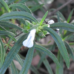 Leucas aspera