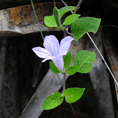 Ruellia prostrata