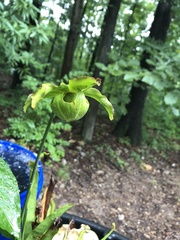 Sarraceniaceae