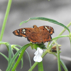 Coladenia indrani