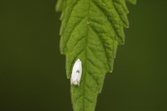 Pseudopostega auritella