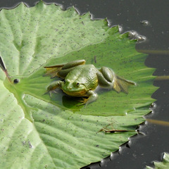 Euphlyctis hexadactyla