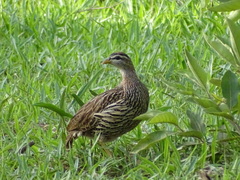 Pternistis bicalcaratus
