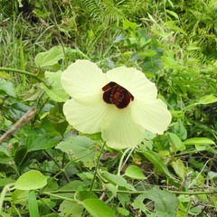 Hibiscus hispidissimus