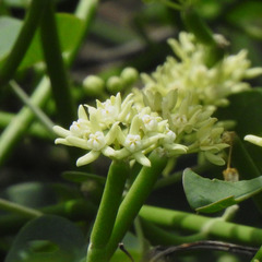 Cynanchum viminale viminale