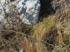 Eleocharis albida