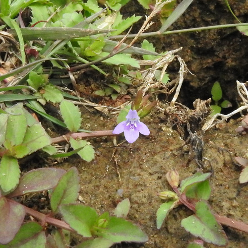 Lindernia ciliata iNat (3)