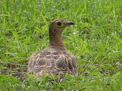Pterocles quadricinctus