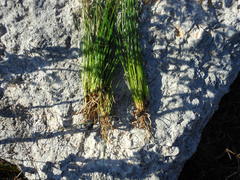 Eleocharis albida
