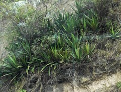 Furcraea andina