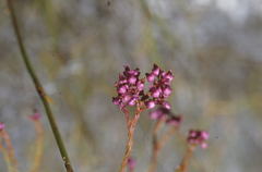 Erica obliqua