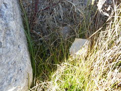 Eleocharis albida